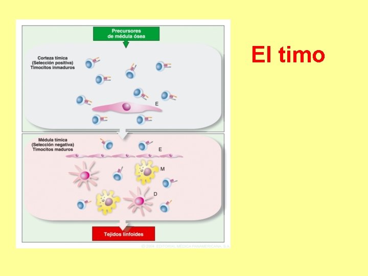 El timo El timo