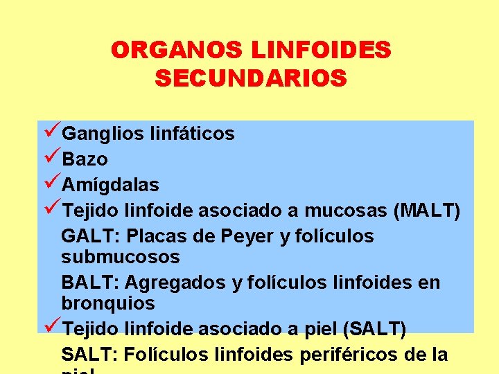 ORGANOS LINFOIDES SECUNDARIOS üGanglios linfáticos üBazo üAmígdalas üTejido linfoide asociado a mucosas (MALT) GALT: ORGANOS LINFOIDES SECUNDARIOS üGanglios linfáticos üBazo üAmígdalas üTejido linfoide asociado a mucosas (MALT) GALT: