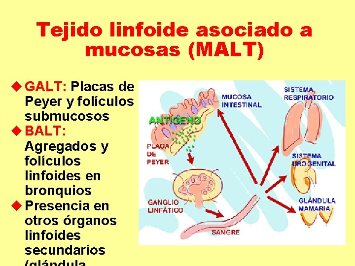 Tejido linfoide asociado a mucosas (MALT) u GALT: Placas de Peyer y folículos submucosos Tejido linfoide asociado a mucosas (MALT) u GALT: Placas de Peyer y folículos submucosos