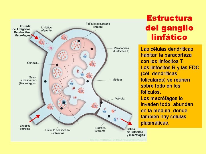 Estructura del ganglio linfático Las células dendríticas habitan la paracorteza con los linfocitos T. Estructura del ganglio linfático Las células dendríticas habitan la paracorteza con los linfocitos T.