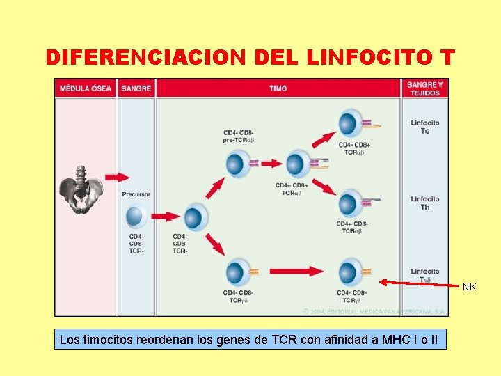 DIFERENCIACION DEL LINFOCITO T NK Los timocitos reordenan los genes de TCR con afinidad DIFERENCIACION DEL LINFOCITO T NK Los timocitos reordenan los genes de TCR con afinidad