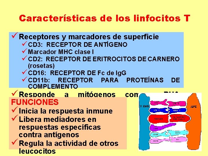 Características de los linfocitos T ü Receptores y marcadores de superficie ü CD 3: Características de los linfocitos T ü Receptores y marcadores de superficie ü CD 3: