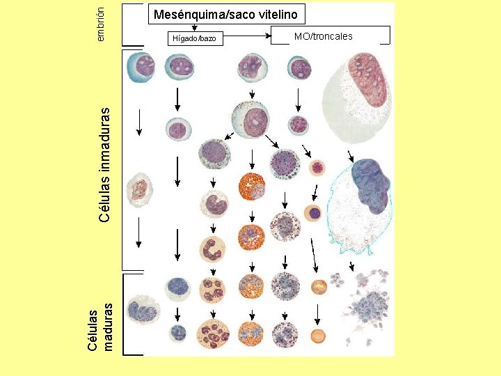 embrión Células inmaduras Células maduras Mesénquima/saco vitelino Hígado/bazo MO/troncales embrión Células inmaduras Células maduras Mesénquima/saco vitelino Hígado/bazo MO/troncales
