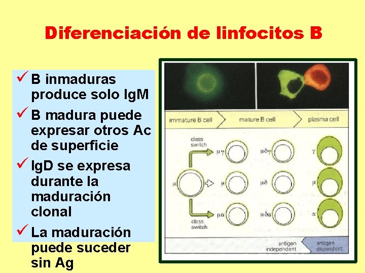 Diferenciación de linfocitos B ü B inmaduras produce solo Ig. M ü B madura Diferenciación de linfocitos B ü B inmaduras produce solo Ig. M ü B madura