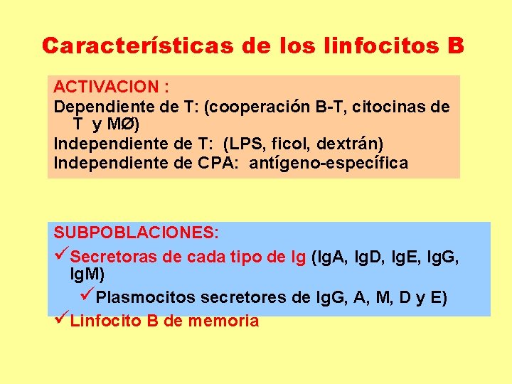 Características de los linfocitos B ACTIVACION : Dependiente de T: (cooperación B-T, citocinas de Características de los linfocitos B ACTIVACION : Dependiente de T: (cooperación B-T, citocinas de
