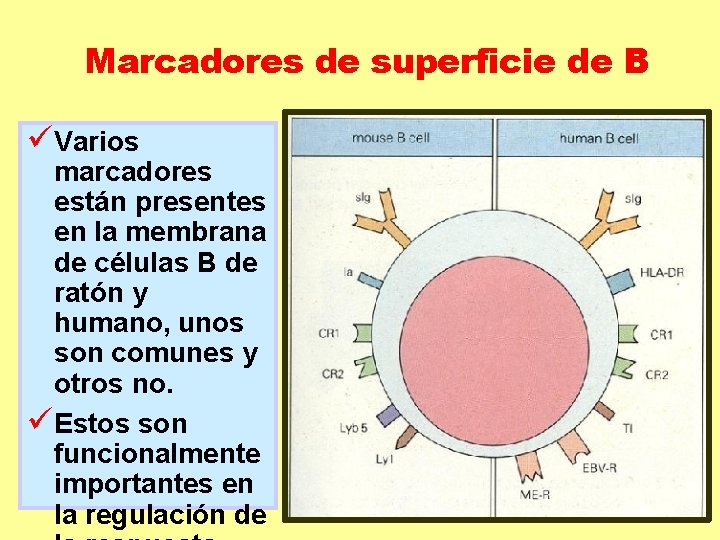 Marcadores de superficie de B üVarios marcadores están presentes en la membrana de células Marcadores de superficie de B üVarios marcadores están presentes en la membrana de células