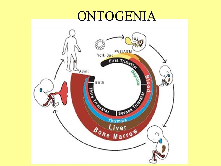 ONTOGENIA ONTOGENIA