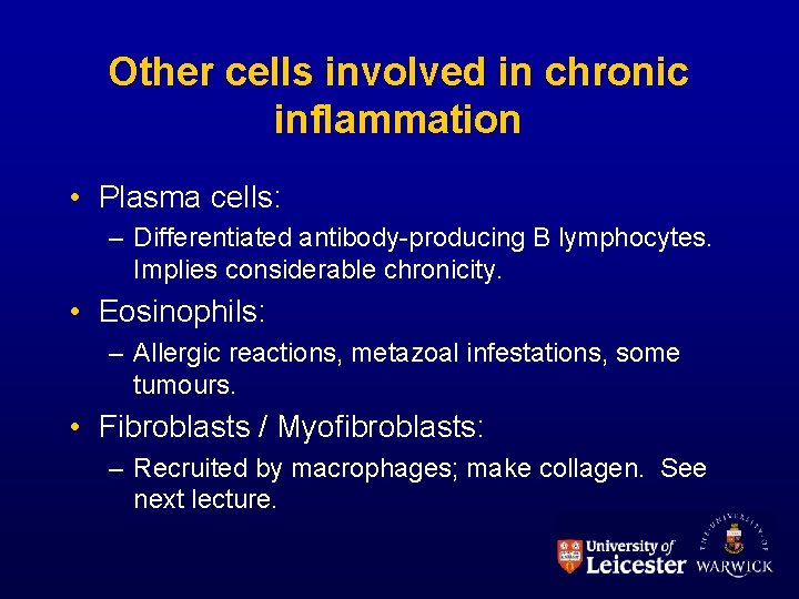 Other cells involved in chronic inflammation • Plasma cells: – Differentiated antibody-producing B lymphocytes.