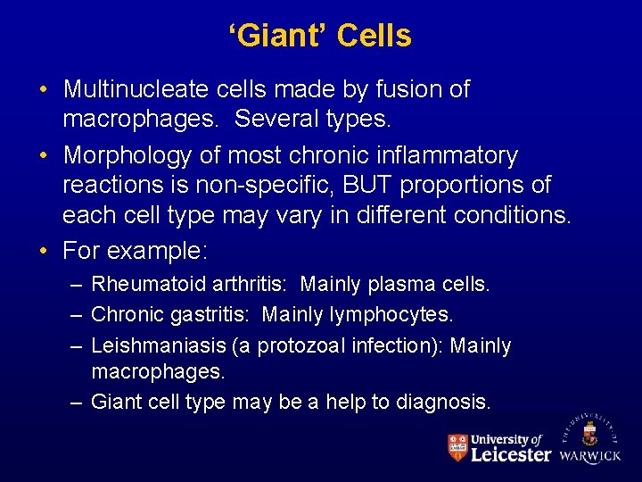 ‘Giant’ Cells • Multinucleate cells made by fusion of macrophages. Several types. • Morphology