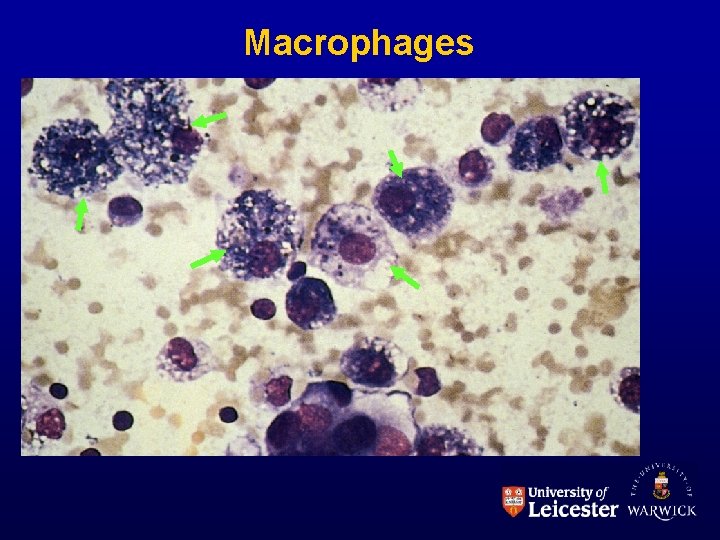 Macrophages 