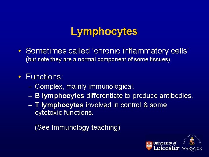 Lymphocytes • Sometimes called ‘chronic inflammatory cells’ (but note they are a normal component