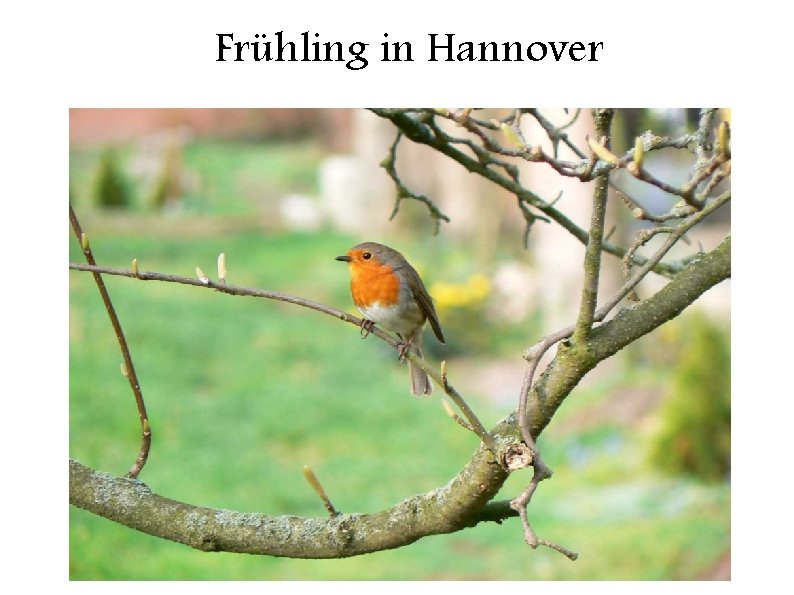 Frühling in Hannover 