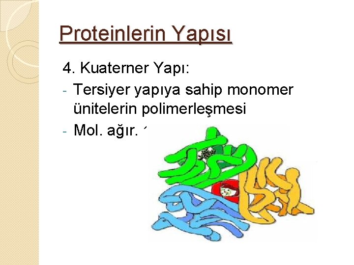 Proteinlerin Yapısı 4. Kuaterner Yapı: - Tersiyer yapıya sahip monomer ünitelerin polimerleşmesi - Mol.