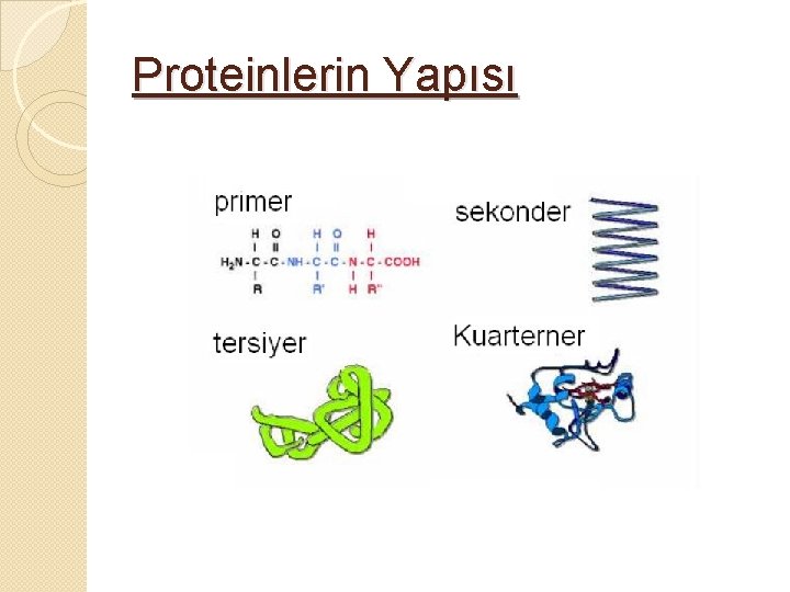 Proteinlerin Yapısı 