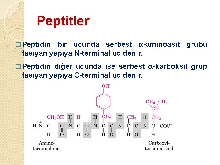 Peptitler bir ucunda serbest -aminoasit grubu taşıyan yapıya N-terminal uç denir. � Peptidin diğer