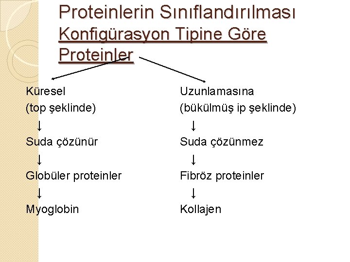 Proteinlerin Sınıflandırılması Konfigürasyon Tipine Göre Proteinler Küresel (top şeklinde) ↓ Suda çözünür ↓ Globüler