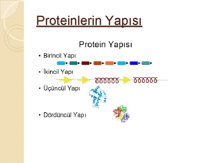 Proteinlerin Yapısı 