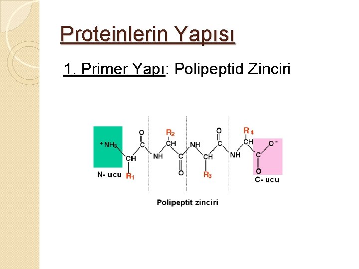 Proteinlerin Yapısı 1. Primer Yapı: Polipeptid Zinciri 