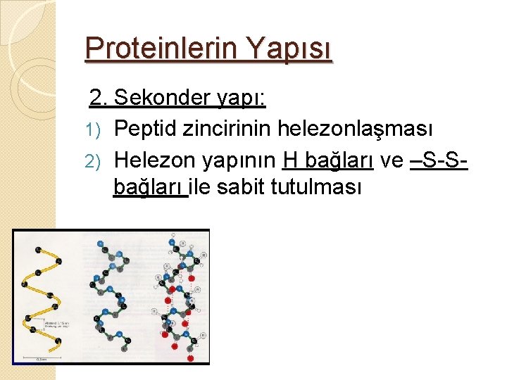 Proteinlerin Yapısı 2. Sekonder yapı: 1) Peptid zincirinin helezonlaşması 2) Helezon yapının H bağları