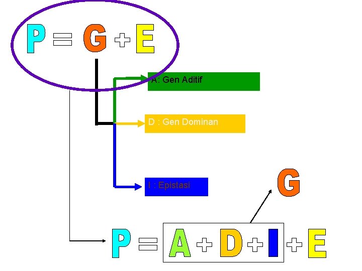 A: Gen Aditif D : Gen Dominan I : Epistasi 