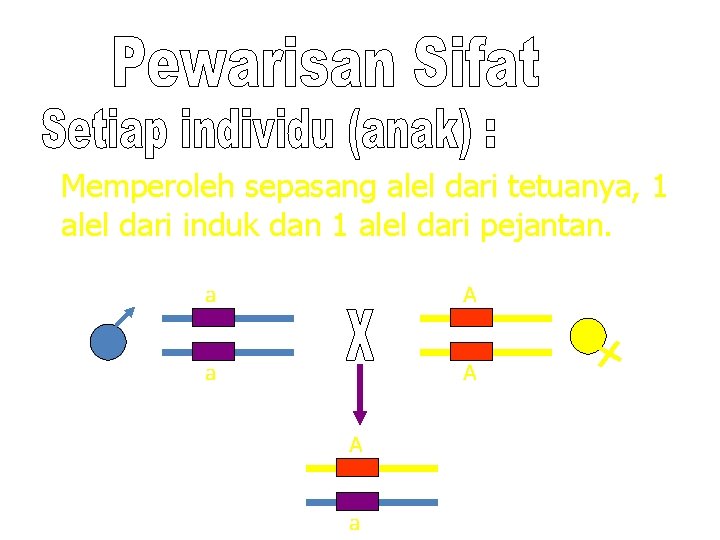 Memperoleh sepasang alel dari tetuanya, 1 alel dari induk dan 1 alel dari pejantan.