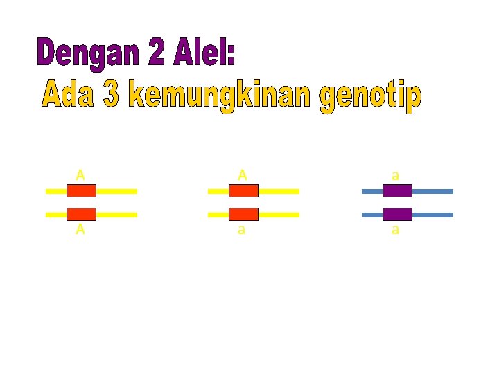 A A a a Homozigot Dominan (AA) Heterozigot (Aa) Homozigot Resesif (aa) 