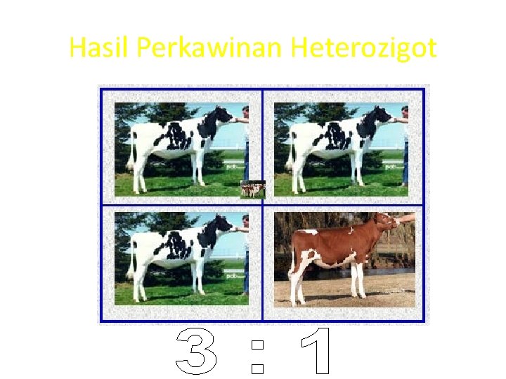 Hasil Perkawinan Heterozigot 