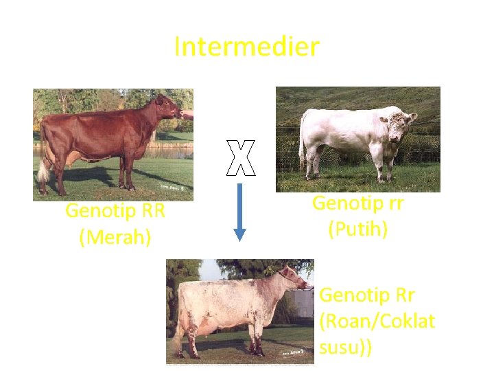 Intermedier Genotip RR (Merah) Genotip rr (Putih) Genotip Rr (Roan/Coklat susu)) 