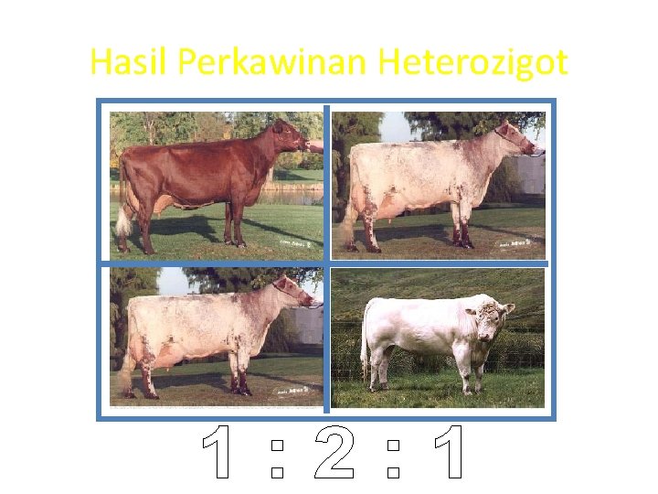 Hasil Perkawinan Heterozigot 