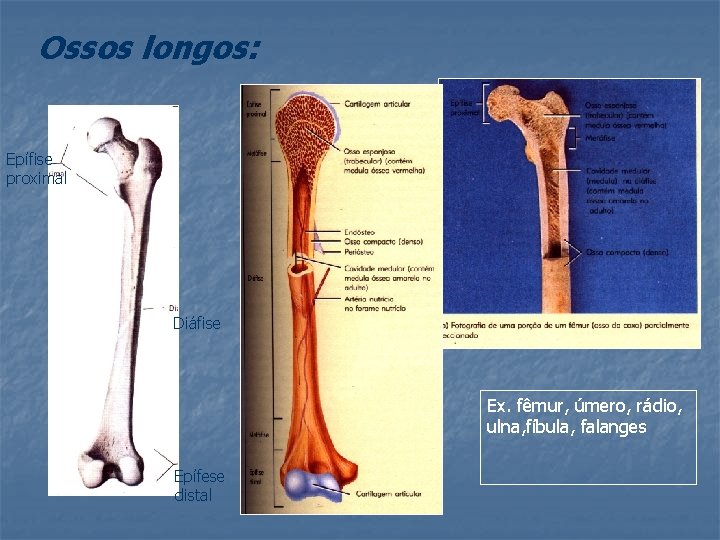 Ossos longos: Epífise proximal Diáfise Ex. fêmur, úmero, rádio, ulna, fíbula, falanges Epífese distal