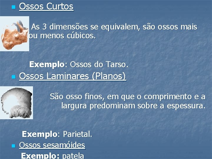 n Ossos Curtos As 3 dimensões se equivalem, são ossos mais ou menos cúbicos.