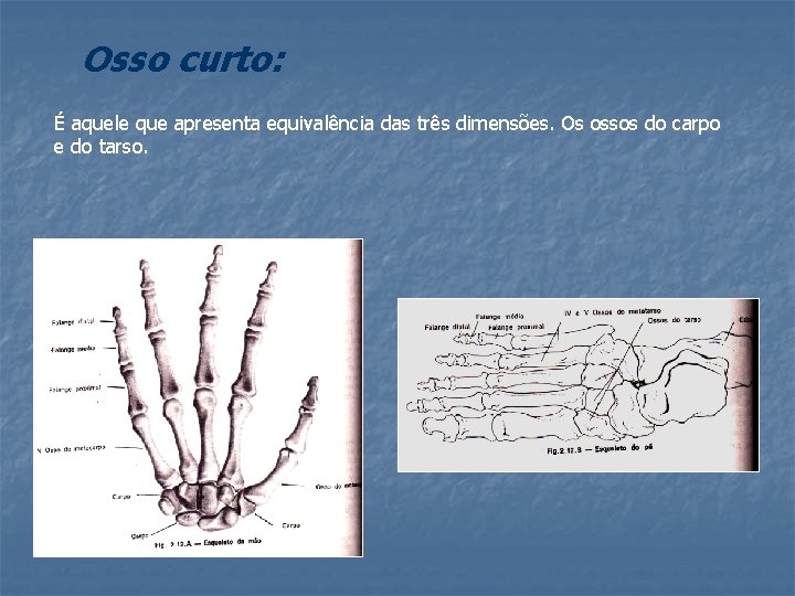 Osso curto: É aquele que apresenta equivalência das três dimensões. Os ossos do carpo