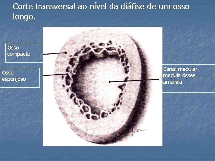 Corte transversal ao nível da diáfise de um osso longo. Osso compacto Osso esponjoso