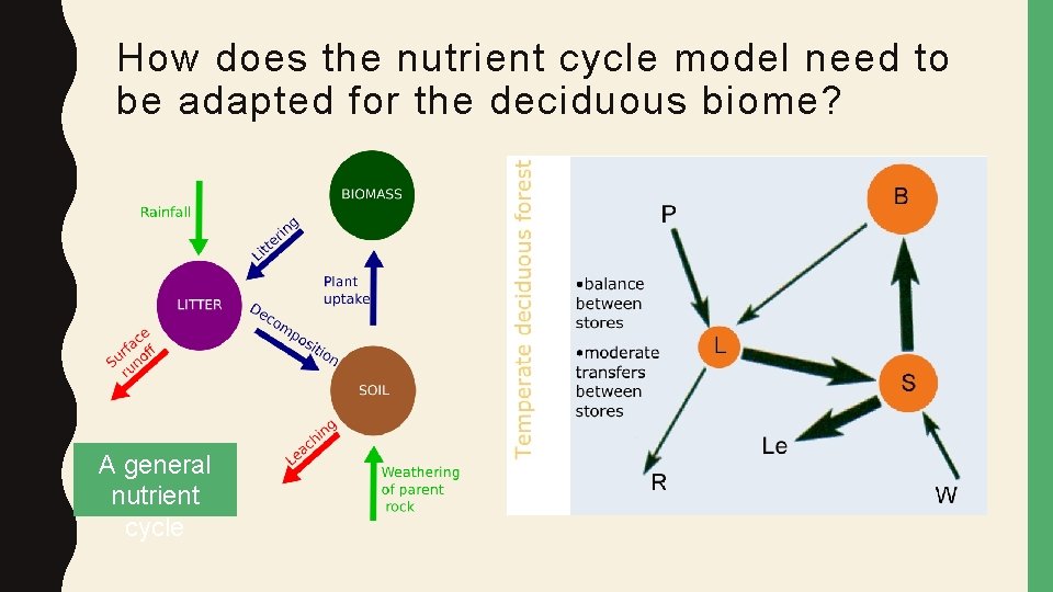 How does the nutrient cycle model need to be adapted for the deciduous biome?