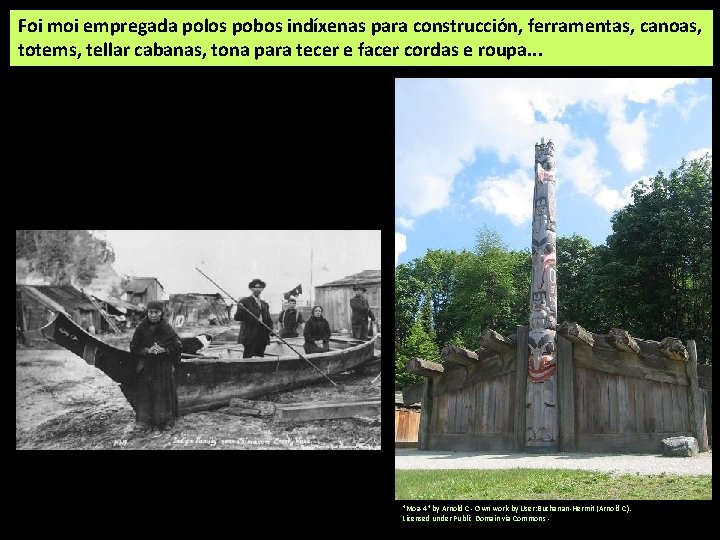 Foi moi empregada polos pobos indíxenas para construcción, ferramentas, canoas, totems, tellar cabanas, tona