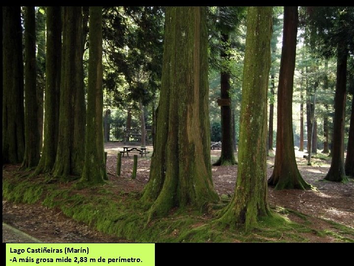 Lago Castiñeiras (Marín) -A máis grosa mide 2, 83 m de perímetro. 