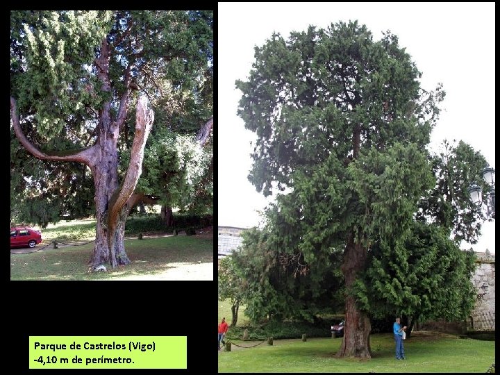 Parque de Castrelos (Vigo) -4, 10 m de perímetro. 