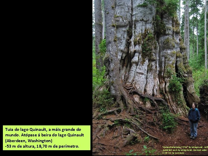 Tuia do lago Quinault, a máis grande do mundo. Atópase á beira do lago