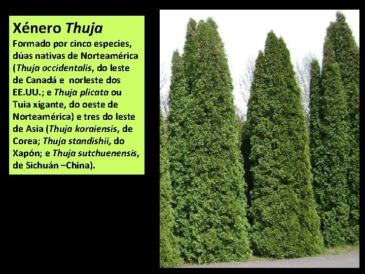 Xénero Thuja Formado por cinco especies, dúas nativas de Norteamérica (Thuja occidentalis, do leste