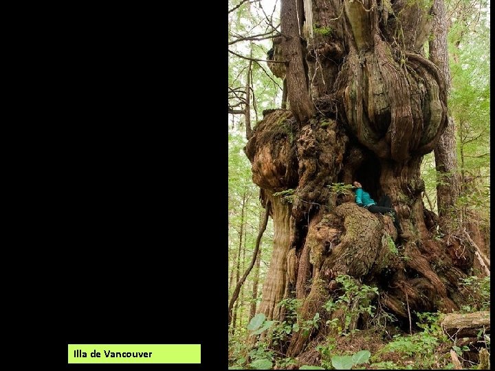 Illa de Vancouver 