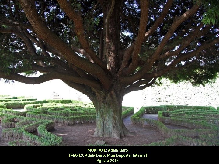 MONTAXE: Adela Leiro IMAXES: Adela Leiro, Mon Daporta, Internet Agosto 2015 