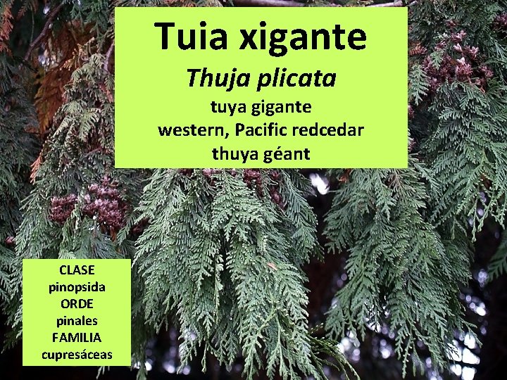 Tuia xigante Thuja plicata tuya gigante western, Pacific redcedar thuya géant CLASE pinopsida ORDE