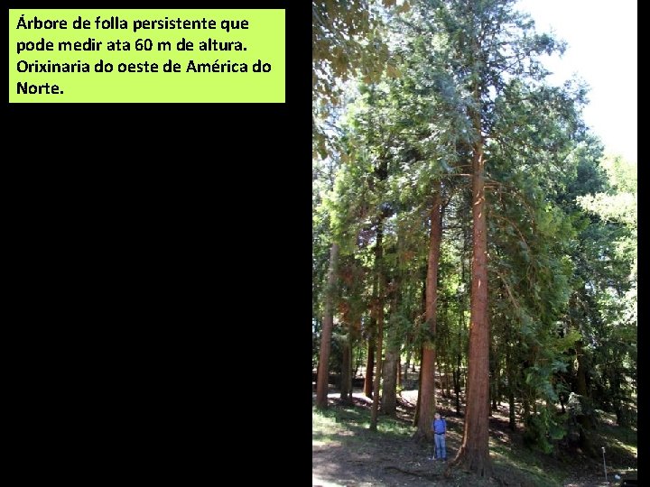 Árbore de folla persistente que pode medir ata 60 m de altura. Orixinaria do