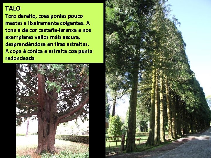 TALO Toro dereito, coas ponlas pouco mestas e lixeiramente colgantes. A tona é de