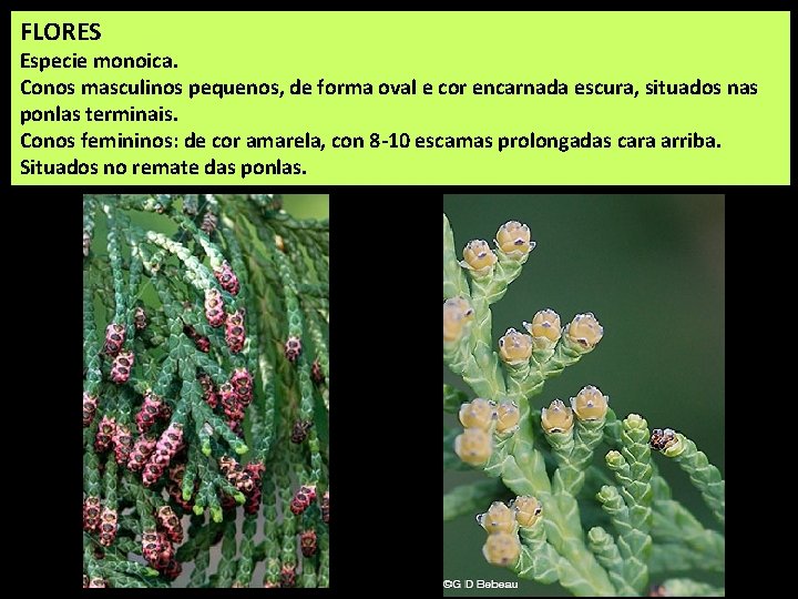 FLORES Especie monoica. Conos masculinos pequenos, de forma oval e cor encarnada escura, situados