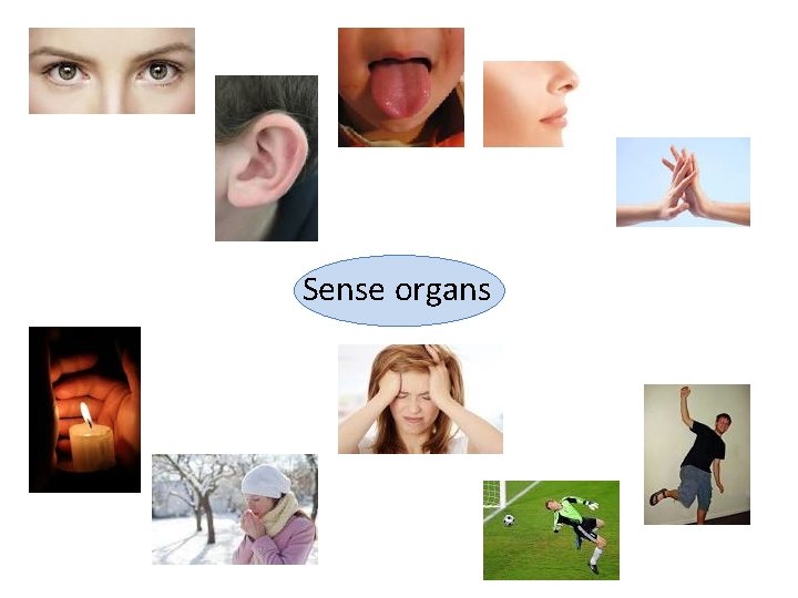 Sense organs 