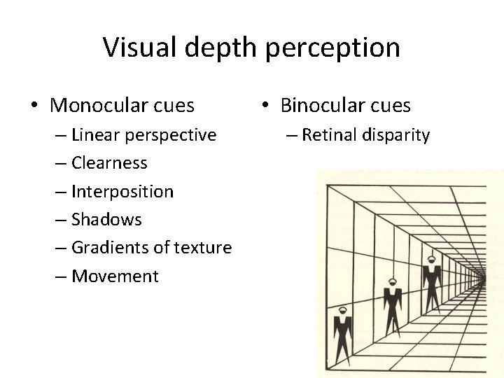 Visual depth perception • Monocular cues – Linear perspective – Clearness – Interposition –