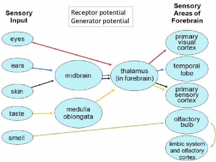 Receptor potential Generator potential 