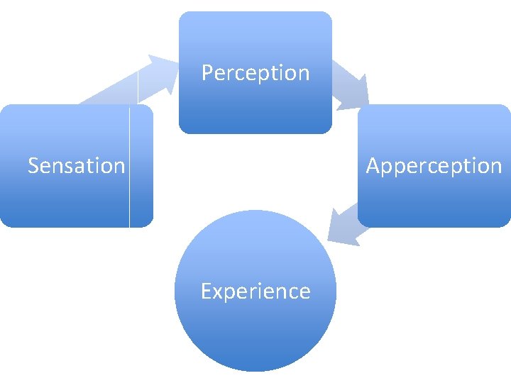 Perception Sensation Apperception Experience 