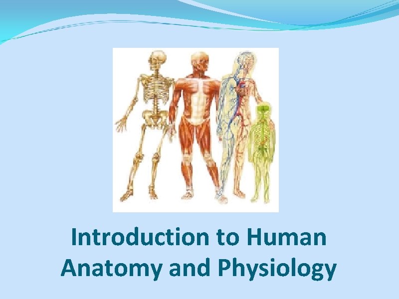 Introduction to Human Anatomy and Physiology 